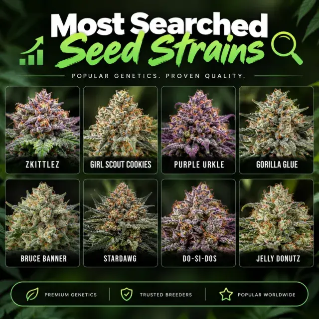 Cannabis Seeds: The Most Searched Cannabis Seeds Strains.