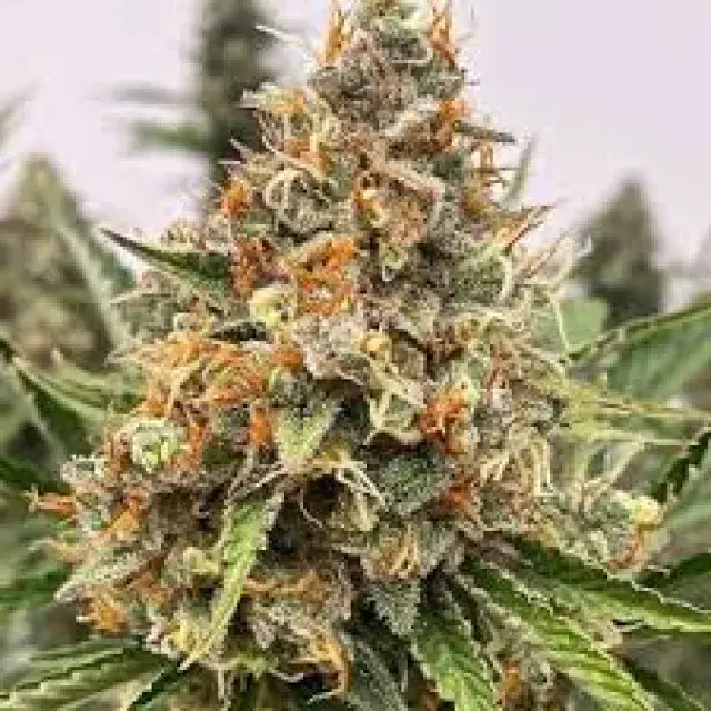 Mould Resistant Cannabis Seeds UK (Top 10 Strains 2026)