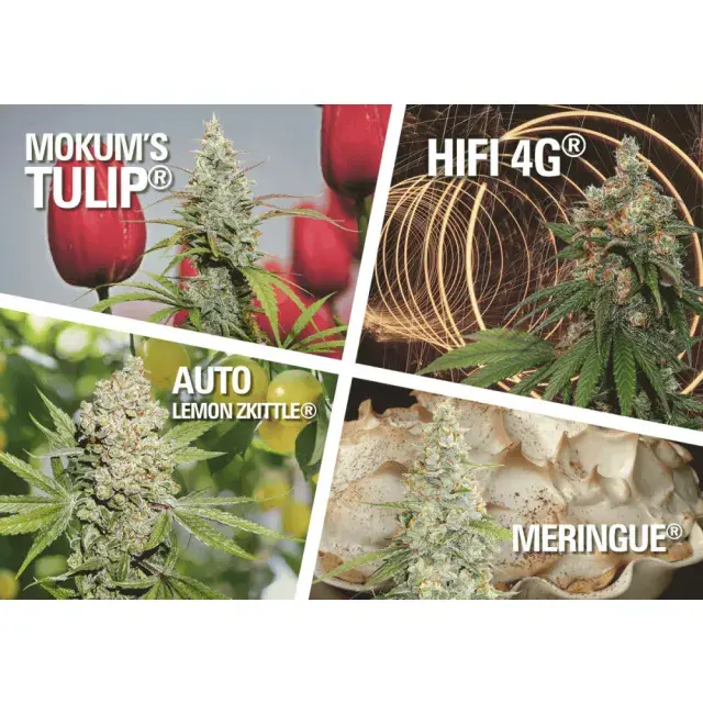 NEW Dutch Passion USA Cannabis Seed Strains