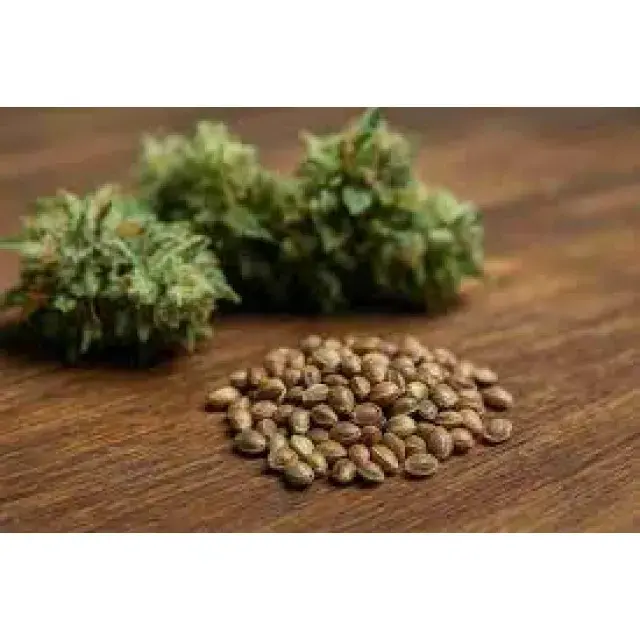 No Smell Cannabis Seeds UK (Stealth Growing Guide 2026)