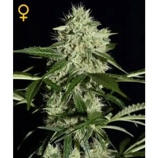 Cаnnаbіѕ Seeds Strаіn Rеvіеw - Nоrthеrn Lіghts.