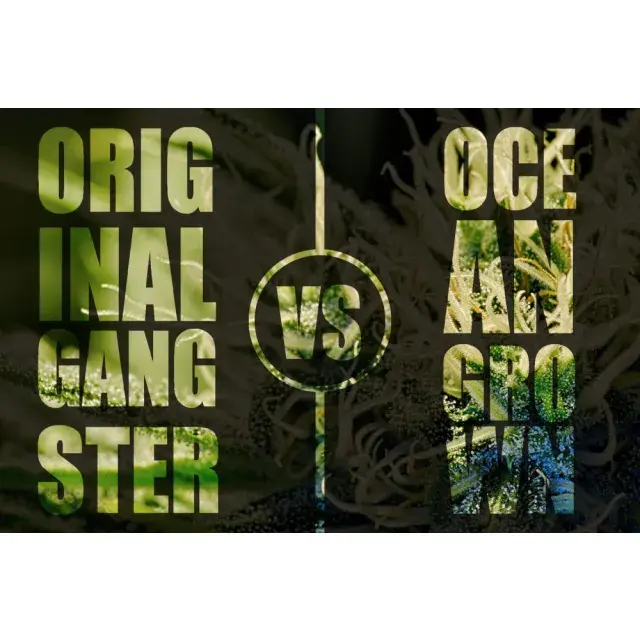 OG - Discount Cannabis Seeds