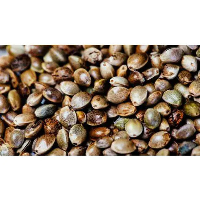 Cannabis Seeds 101: Everything You Need to Know Before You Buy.