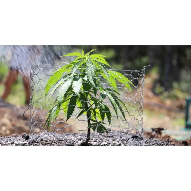 Optimal Timing: When to Plant Cannabis Seeds Outdoors in the UK – A Guide from Discount Cannabis Seeds.