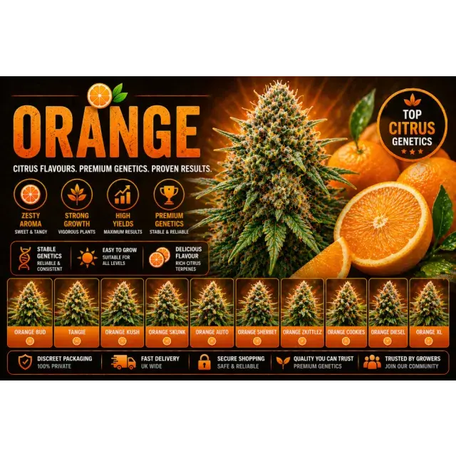 Orange Cannabis Seeds UK (Top Citrus Strains Guide 2026).