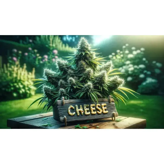 Discount Cannabis Seeds: The Perfect Blend of Taste and Potency!