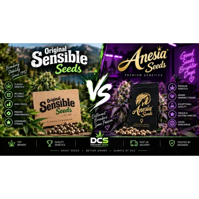 Cannabis Seeds: Original Sensible Seeds Seeds vs Anesia Seeds.