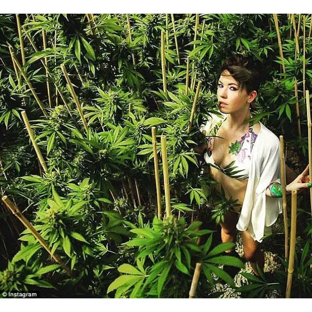 Cannabis Seeds - The Great Outdoors - Discount Cannabis Seeds.