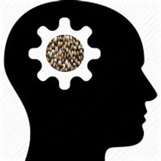 Cannabis Seeds - Creative Thinking for Selecting .