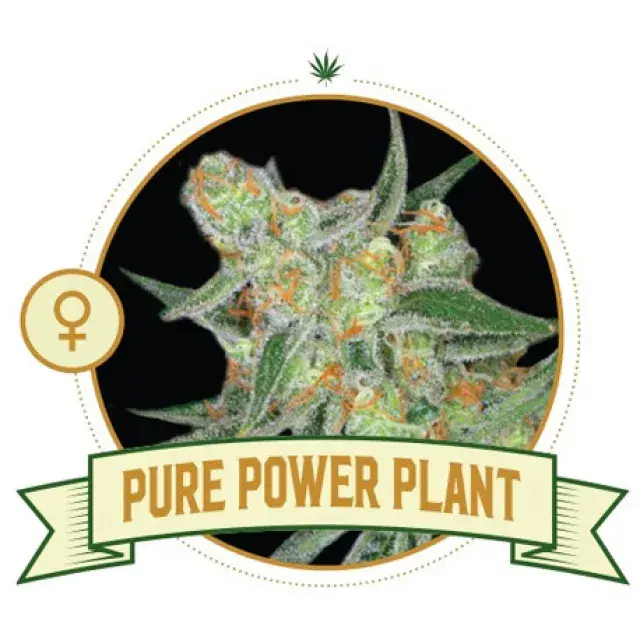 The Guide to Choosing and Buying Pure Power Plant Cannabis Seeds.