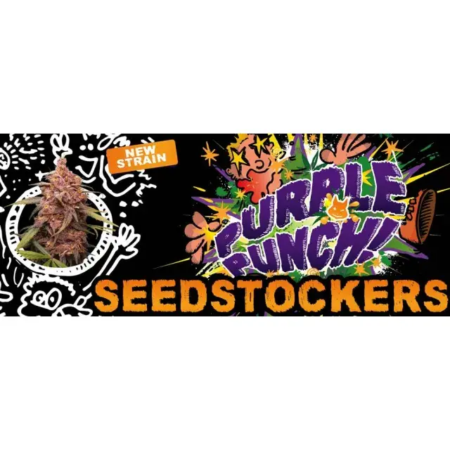 Cannabis Seeds - Seed Stockers Purple Punch 