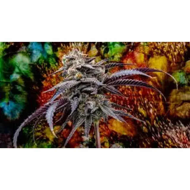 Discover the Top 7 Rare Cannabis Seeds Strains Available in the UK at Discount Cannabis Seeds.