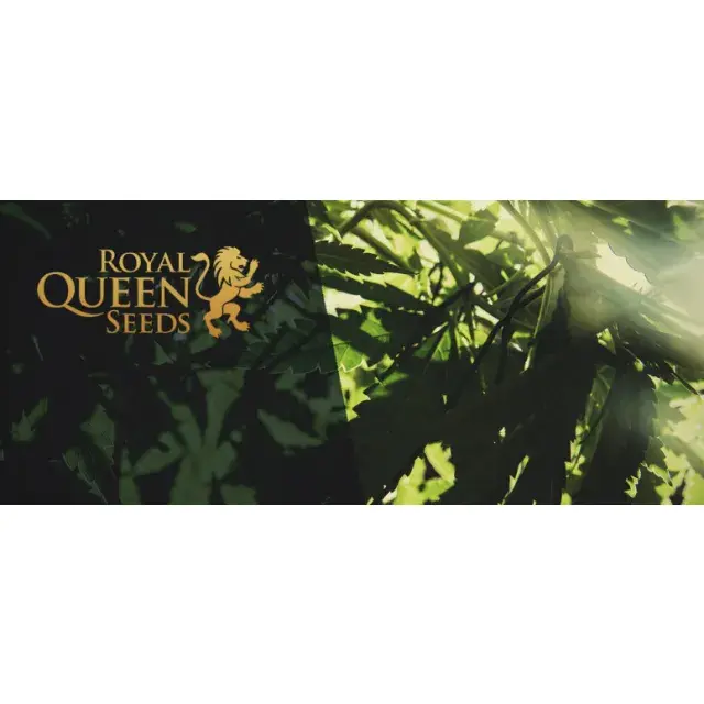 The Superiority of Royal Queen Seeds at Discount Cannabis Seeds