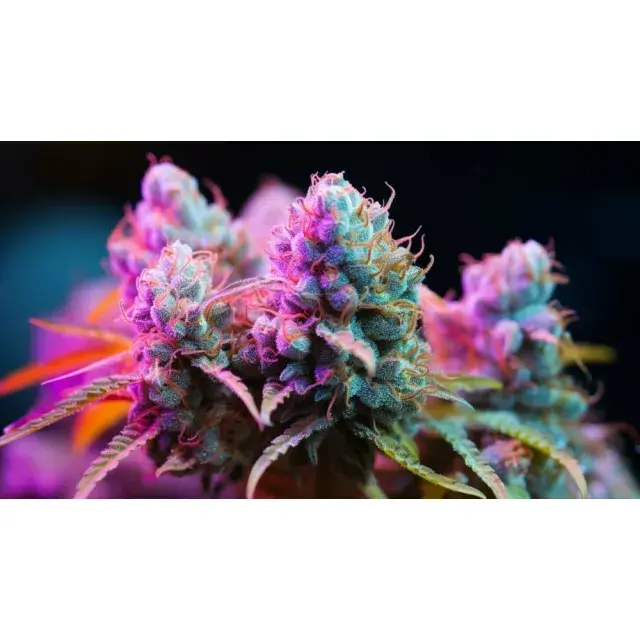 Cannabis Seeds RS11 Strain Now Available at Discount Cannabis Seeds.