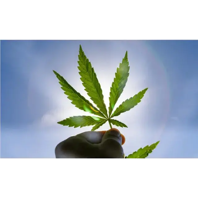 Die besten Body-High-Cannabissamen zum Entspannen oder für die medizinische Anwendung – jetzt bei Discount Cannabis Seeds.