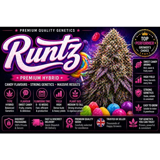 Runtz Cannabis Seeds UK (Premium Hybrid Strain Guide 2026)