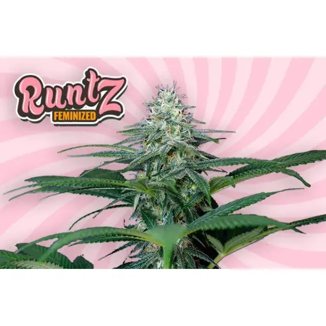 Unlocking the Secrets of Runtz Cannabis Seeds Strains