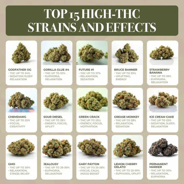 Strongest Cannabis Seeds UK (High THC Strains Guide 2026).