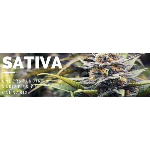 Cannabis Seeds - Sativa Strains - Discount Cannabis Seeds.