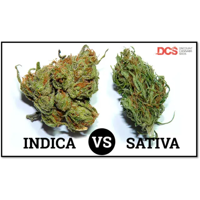 Top Indica Cannabis Seeds - Discount Cannabis Seeds