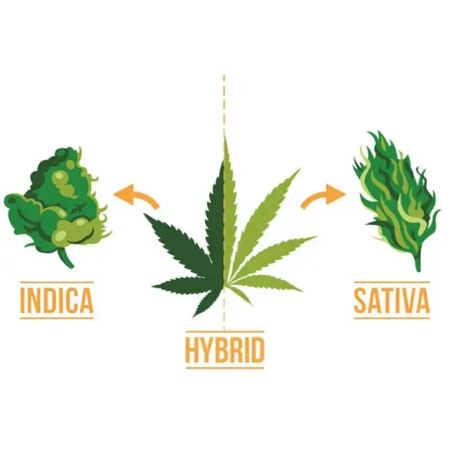 Benefits of Choosing Discount Cannabis Seeds for your Sativa Strains