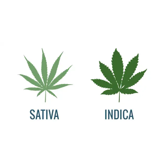 Cannabis Seeds: Understanding Indica, Sativa, and Hybrid Varieties.