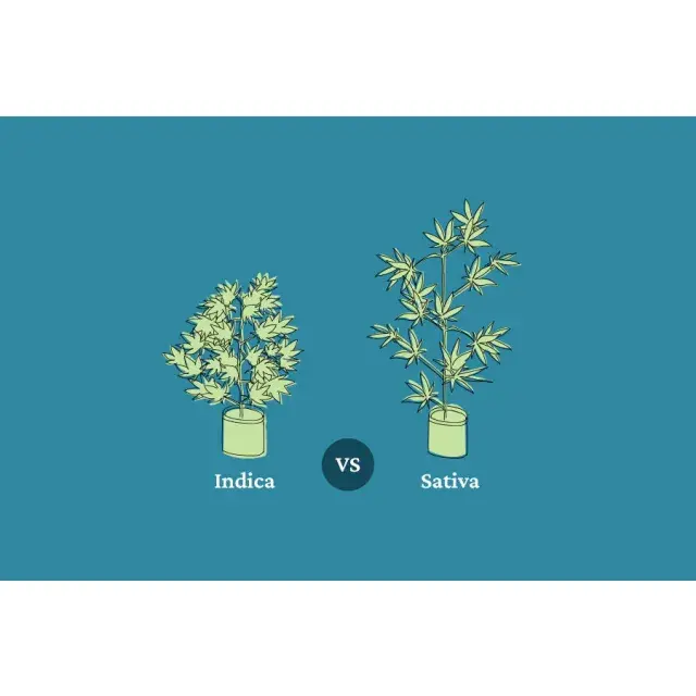 Sativa vs Indica: Essential Growth Habits to Consider at Discount Cannabis Seeds.