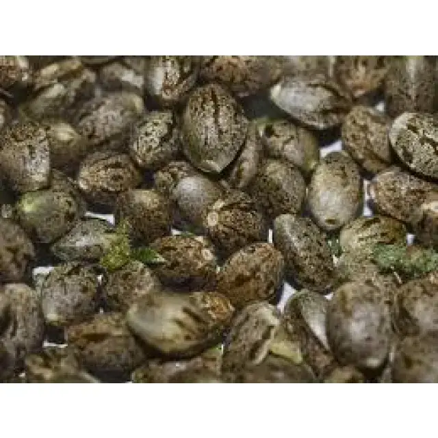 Cannabis Seeds - The Good Seed Guide - Discount Cannabis Seeds.