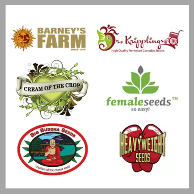 Cannabis Seeds - Which Cannabis Seeds to Choose? DCS.