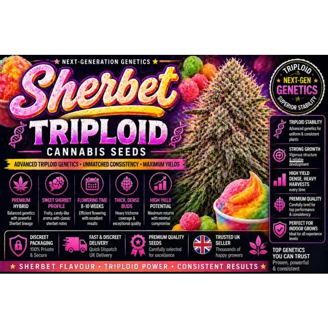 Sherbet Triploid Cannabis Seeds UK (Next-Gen Hybrid Guide 2026).