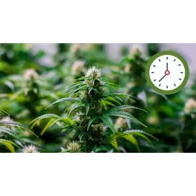 Short Flowering Cannabis Seeds UK (Quick Finish Strains 2026).
