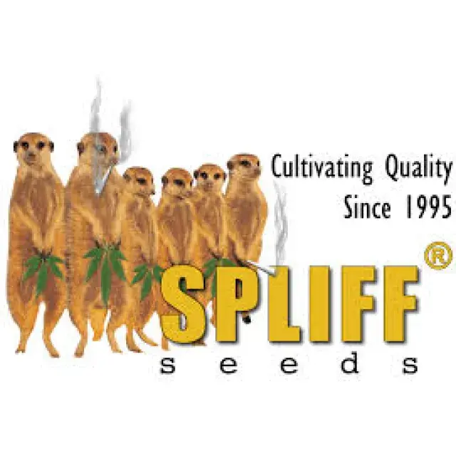 Spliff Seeds | Discount Cannabis Seeds