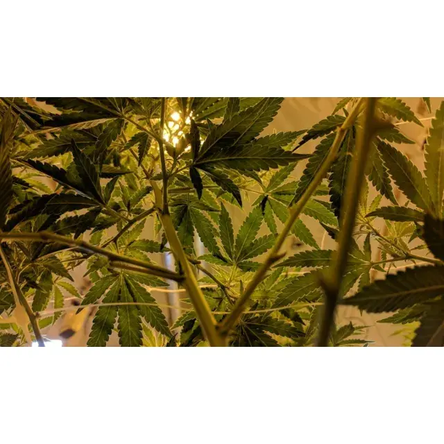 Discover Why Stardawg Cannabis Seeds Are Our Customers' Favourite at Discount Cannabis Seeds.