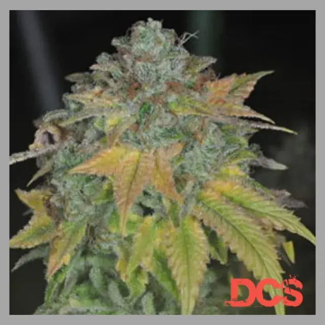 Außergewöhnliche Qualität: Wählen Sie Stardawg Cannabissamen bei Discount Cannabis Seeds.