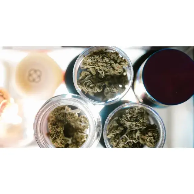 Unlocking the Buzz: Customer Testimonials on Why Stardawg Cannabis Seeds Shine at Discount Cannabis Seeds.