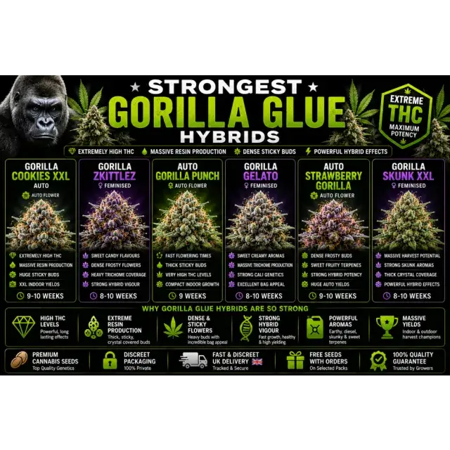 Cannabis Seeds: The Strongest Gorilla Glue Hybrids.
