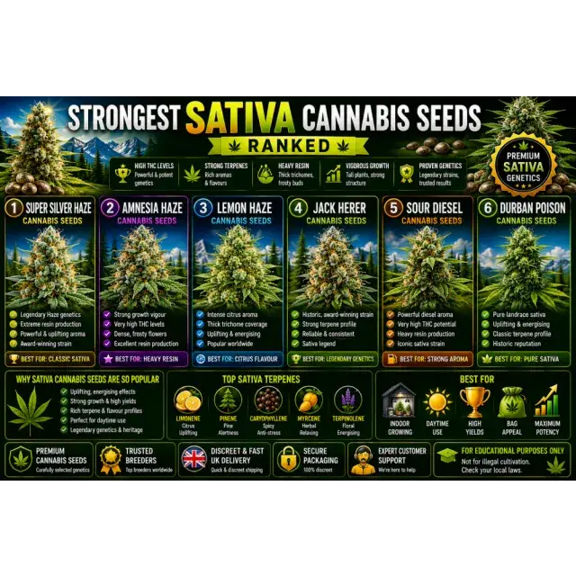 Cannabis Seeds: The Strongest Sativa Cannabis Seeds Ranked.