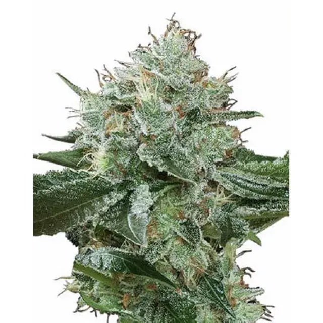 Why Discreet Shipping Matters: Navigating Cannabis Seeds.