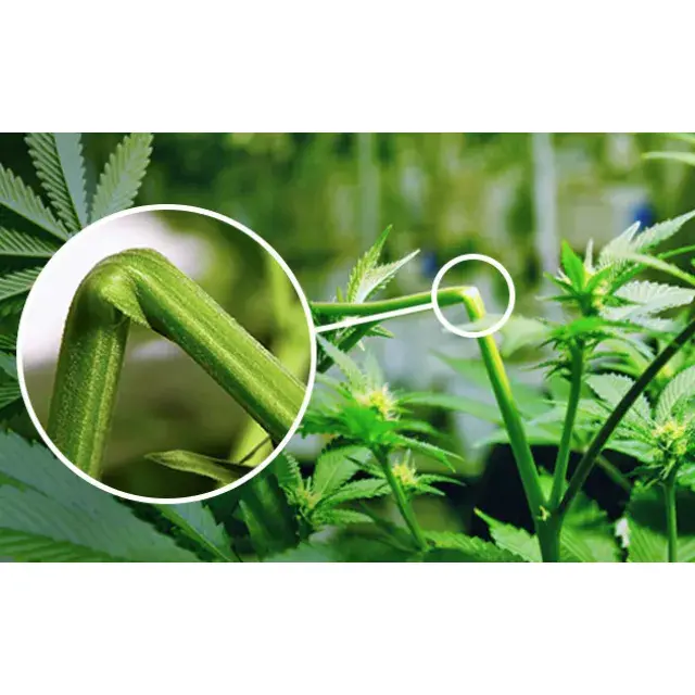 Mastering Super Cropping Cannabis: Your Ultimate Guide with Discount Cannabis Seeds.