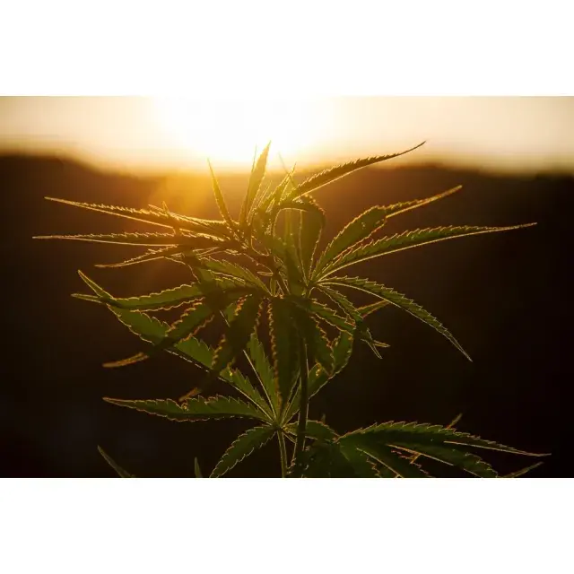Customer Reviews and Testimonials on Feminised Cannabis Seeds.