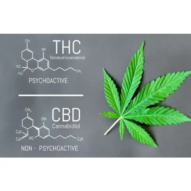 Cannabissamen mit hohem THC-Gehalt: Die Angebote bei BOGOF.