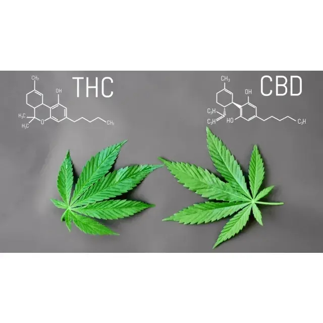 Get Discount Cannabis Seeds with High THC Content at Our Store.