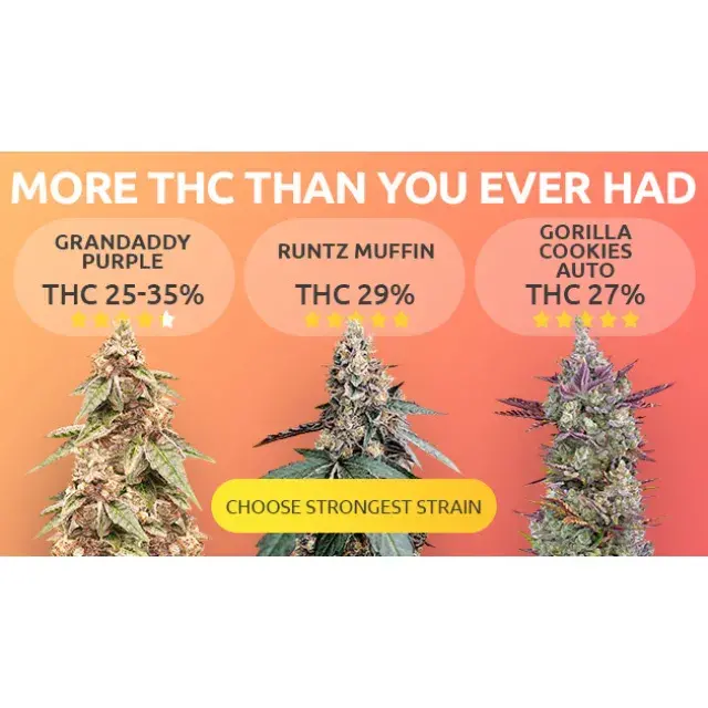 Discover the Finest THC Cannabis Seeds at Discount Cannabis Seeds