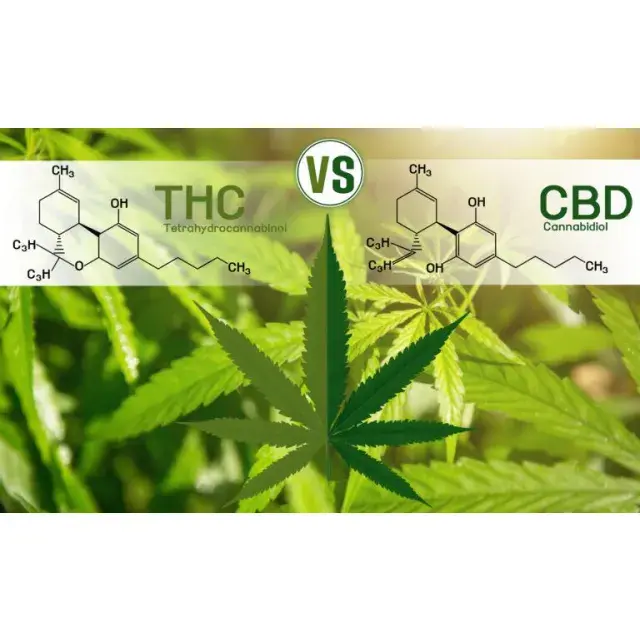 Benefits of THC Cannabis Seeds by Discount Cannabis Seeds