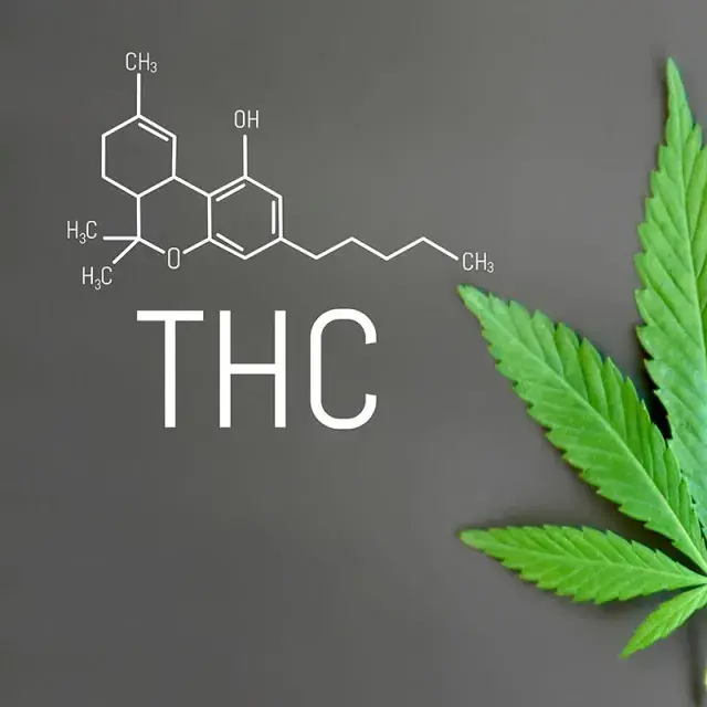 Understanding THC and CBD Levels in Indica Cannabis Seeds.