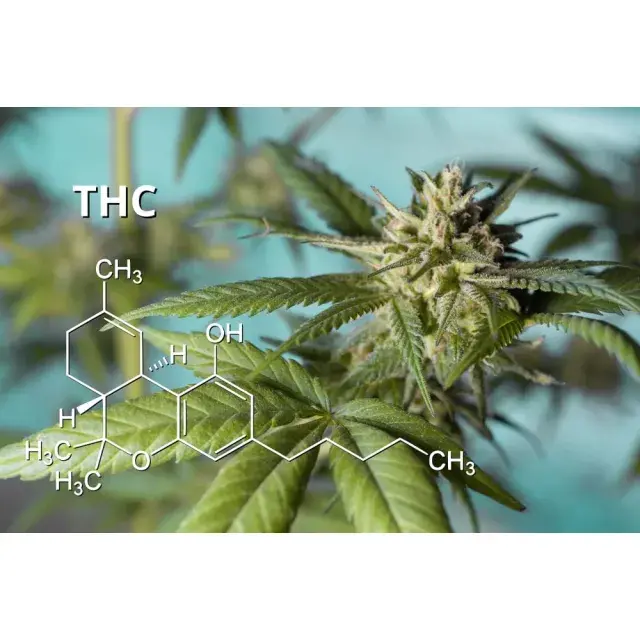 Cannabis Seeds: High THC Effects and Essential Growing Tips.