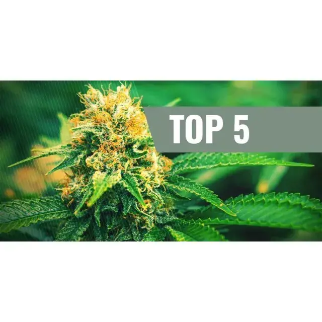 Explore Discount Cannabis Seeds Store's Top 5 Picks.