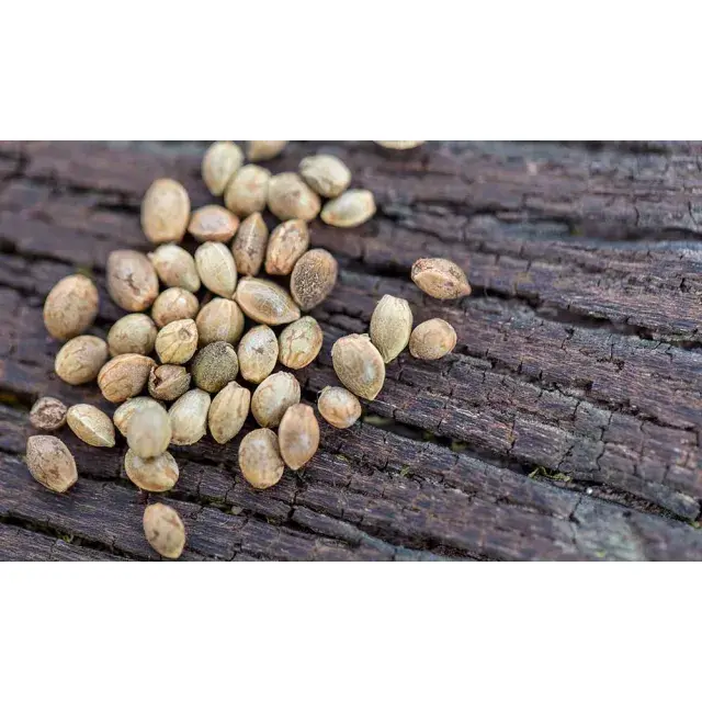 Discover the Top 5 Classic Cannabis Seeds Varieties You Can't Miss.