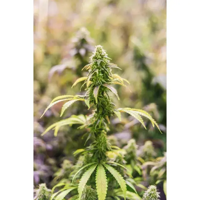 CBD Cannabis Seeds at Discount Cannabis Seeds: A Guide to Finding Top-Quality Products.
