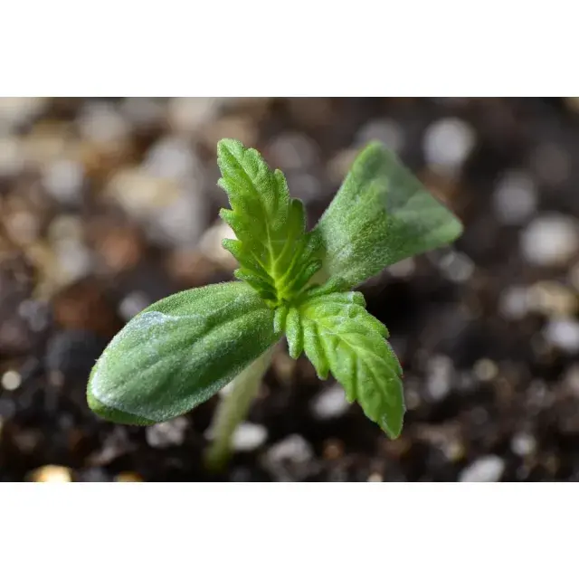 How Discount Cannabis Seeds are Transforming the Market